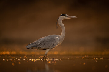 Grey heron walks backlit through shallow pool