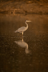 Juvenile grey heron stands in calm pond