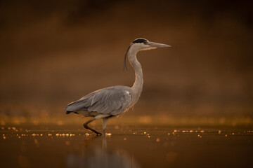 Grey heron walks backlit through shallow water