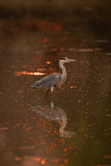 Grey heron walks through pond at sunset