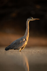 Grey heron stands reflected in calm pond