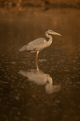 Juvenile grey heron stands in calm pool