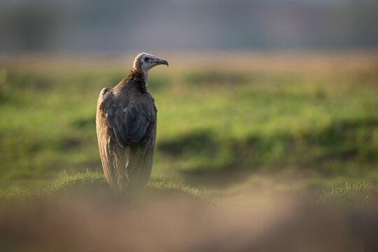 Hooded vulture on grassy bank turns head