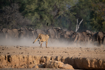 Lioness chasing Cape buffalo herd toward trees