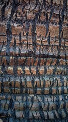 Close-up textured coconut tree bark showing natural lines and rough brown patterns. Perfect for background, organic texture, or nature detail.