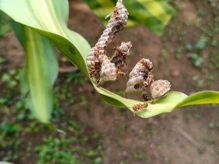 Paper wasps in his nest. Paper wasps construct their nests from a material made by combining their saliva with wood fibers. Paper wasps hive.
