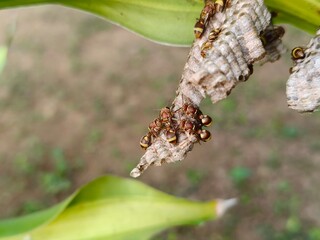 Paper wasps in his nest. Paper wasps construct their nests from a material made by combining their saliva with wood fibers. Paper wasps hive.
