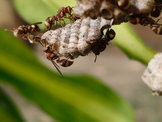 Paper wasps in his nest. Paper wasps construct their nests from a material made by combining their saliva with wood fibers. Paper wasps hive.
