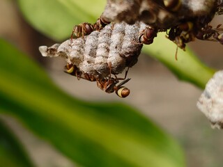 Paper wasps in his nest. Paper wasps construct their nests from a material made by combining their saliva with wood fibers. Paper wasps hive.
