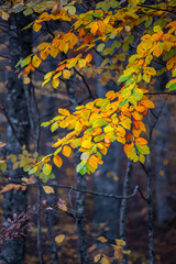 The colorful appearance of tree leaves in autumn.