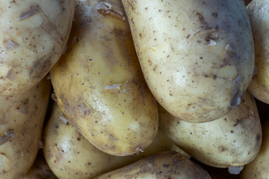 Abundant harvest of organic potatoes with earthy details symbolizing natural goodness and healthy eating. From farm to table rustic charm of unwashed potatoes ready for wholesome home cooked dishes.