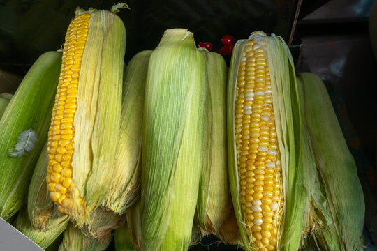 Fresh ears of corn with green husks and bright yellow kernels on display. Raw sweet corn with green husks and bicolor kernels ready for cooking or sale at farmers market.
