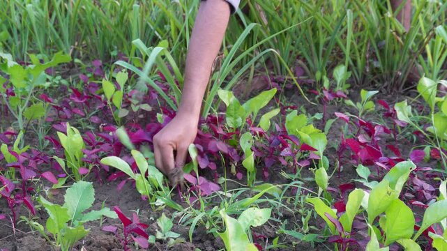 person harvesting red amaranth greens also known as Chinese spinach or Chaulai leaves