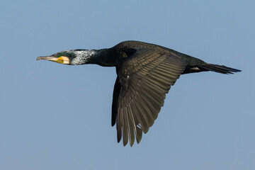 great cormoran in flight