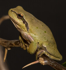 Obraz premium green tree frog