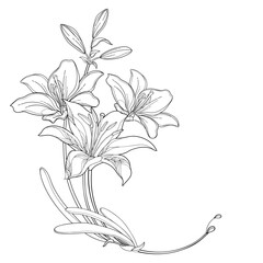 Corner bouquet with outline Lily flowers, buds and leaves in black isolated on white background. 