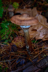 A cluster of Armillaria Mellea mushrooms grows on a forest floor in autumn. Pine needles and fallen leaves surround the fruiting bodies.
