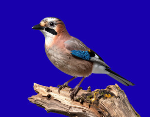  Perched Eurasian Jay in Minimal Studio with Sparkling Fireflies