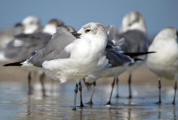A ground-level close-up captures a flock of laughing gulls relaxing in the shallow wave pool along...