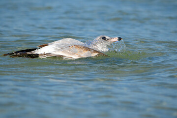 A juvenile ring-billed gull bathing on the shoreline, it's head emerging from the ocean with its eye open; the water around rippling with ample copy space all around