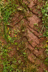 Deep tractor tire impressions on fertile moist brown soil. Sparse grass vegetation above. Rural agricultural context. Natural light. Man-nature symbiosis.