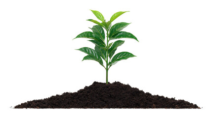 Young green plant fresh leaves and rich soil symbolize growth nature and environmental care perfect for concepts of sustainability agriculture and eco friendly practices