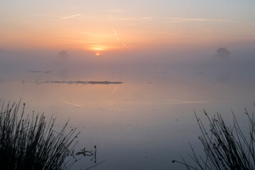 A sunrise over a lake with reed in the front on the side in the Netherlands. The sky is orange and the sun is rising in the middle of the photo.