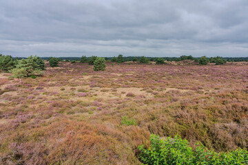 In the early morning a purple heather field on Kootwijkerzand in the Netherlands.