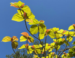 Elephant ear fig tree (lat.- Ficus auriculata)