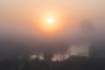 A sunrise over a marshy area with reed and a tree on the side in the Netherlands. The sky is orange and the sun is rising in the middle of the photo.