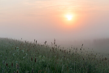 A sunrise over a meadow with grass in the front and the orange sun is rising in the background in the Netherlands.