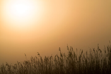 A sunrise over a meadow with grass in the front and the orange rising sun makes the background orange in the Netherlands.