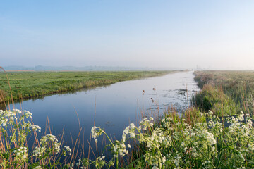 A river with a field of grass and flowers on the banks. The water is calm and the sky is clear in Polder Arkemheen in the Netherlands