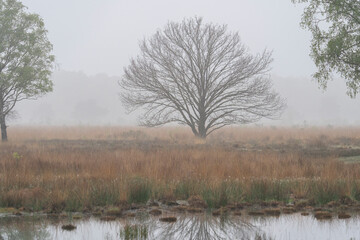 A few trees are standing in a field of dry grass. The sky is foggy in Haaksbergerveen in the Netherlands. In the front the reflection of the tree is visible in the water.