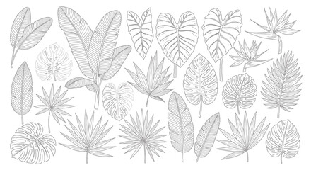 Fototapeta premium Tropical Leaves Line Art Collection - Exotic Botanical Illustrations.