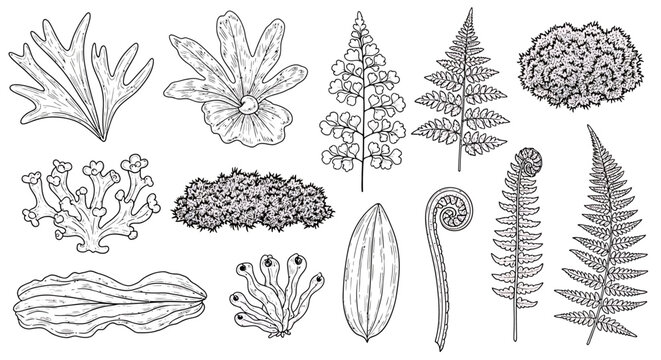 Botanical Illustration of Various Moss and Fern Species.