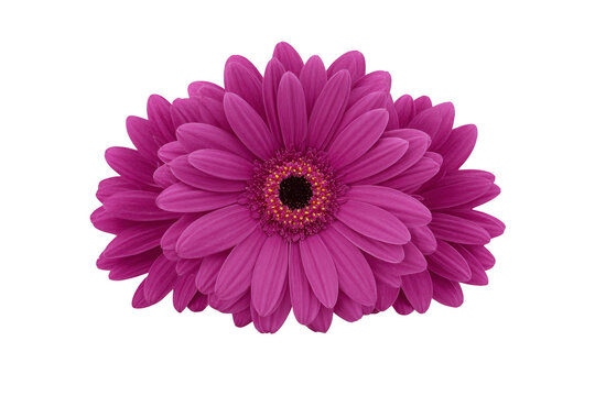 Bright magenta gerbera daisy with vibrant petals and dark center, isolated on transparency background, symbolizing cheerfulness and freshness, perfect for spring or summer floral design