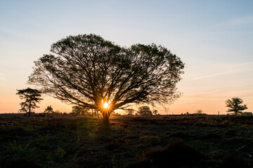 A beautiful sunrise in the early morning over a heather field with a single tree in the middle of the photo and the rising sun in the middle of the tree. Springtime on the Sallandse Heuvelrug in the N