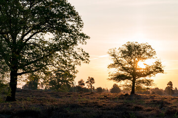 During springtime a peaceful sunrise in the early morning over a heather field with a single tree on the left and a big tree on the right of the photo in Sallandse Heuvelrug in the Netherlands.