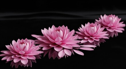Four pink lotus flowers on a black background.
