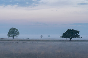 Two tree stands in a misty field with grass. The sky is overcast and the air is cool and damp. The scene is quiet and peaceful, with the tree providing a sense of solitude and calm. Dwingelderveld in 