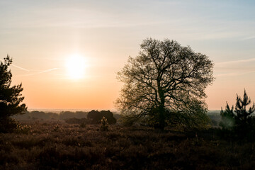 During springtime a peaceful sunrise in the early morning over a heather field with a single tree...