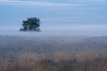 A lone tree stands in the middle of a misty field with grass. The sky is overcast and the air is cool and damp. The scene is quiet and peaceful, with the tree providing a sense of solitude and calm. D