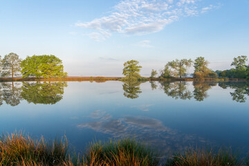 In the early morning a lake with a clear reflection of the trees. The first sun light provide a warm light. The scene is calm and peaceful. Dwingelderveld in the Netherlands.