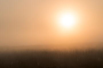 A sunrise over a meadow with bushes in the front and the orange rising sun makes the background orange and soft in the Netherlands.