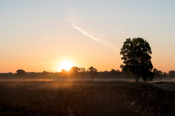 A sunrise over a field with a tree on the right in the Netherlands. The sky is orange and the sun is rising at the horizon.