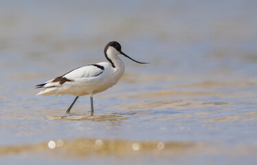 Pied avocet - feeding on the shore of lagoon in the cloud of mosquitoes