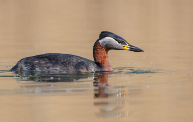 Red-necked grebe at the small lake in spring