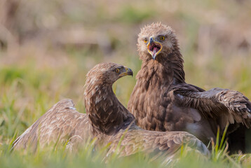 Fototapeta premium Lesser spotted eagle - pair of birds in spring
