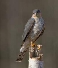 Eurasian Sparrowhawk - male at the wet forest in autumn
